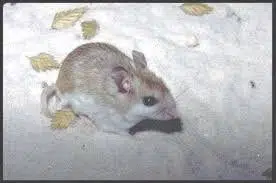 33 Most Threatened and Endangered Species in Florida 15 Mouse, Choctawhatchee Beach