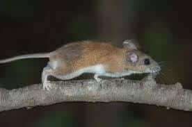 Mouse, Key Largo Cotton
