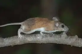 Mouse, Key Largo Cotton