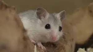 Mouse, Perdido Key Beach