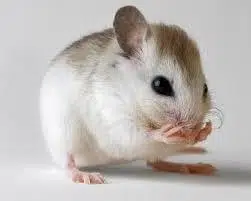33 Most Threatened and Endangered Species in Florida 16 Mouse, St. Andrew Beach