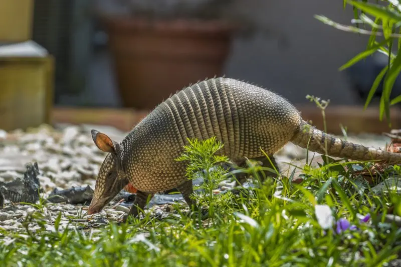 Giant Armadillo: Is This Species Endangered? 6 Nine Banded Armadillo