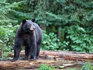 North America Black Bear