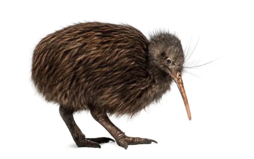 Brown Kiwi: Is This Animal Endangered? Brown Kiwi: Is This Animal Endangered?