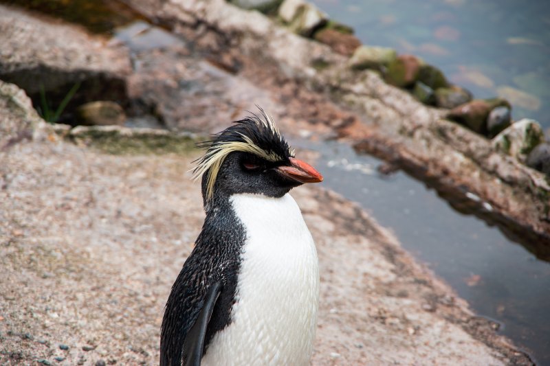 Northern Rockhopper Penguin standing next to a water body