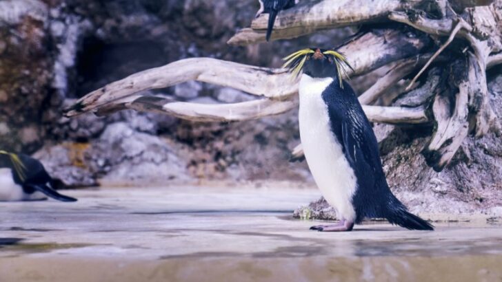Northern Rockhopper Penguin with yellow hair looking up , tree branch