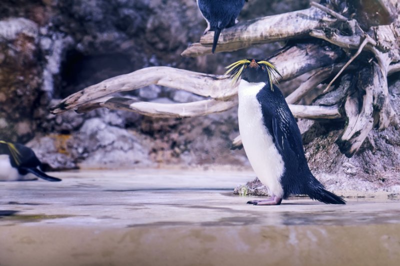 Northern Rockhopper Penguin with yellow hair looking up , tree branch