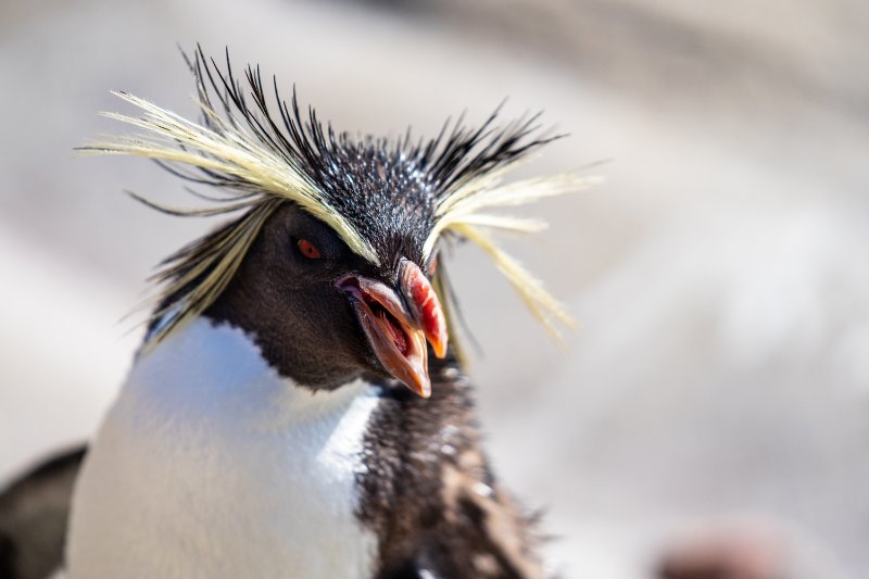 Northern Rockhopper Penguin with yellow hair and mouth open