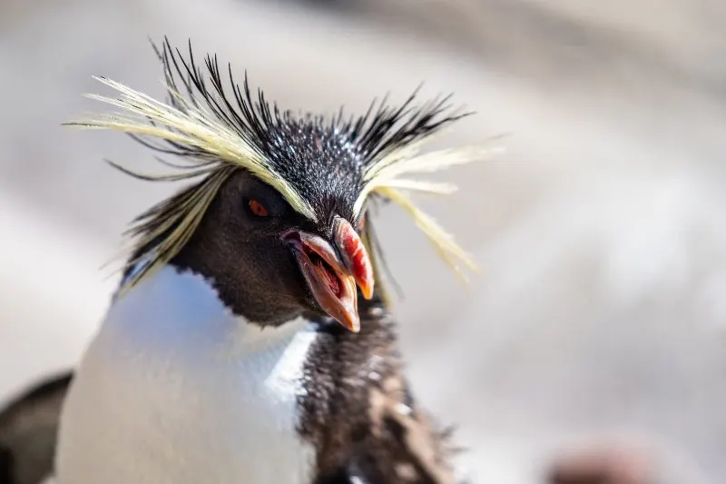 Northern Rockhopper Penguin: Is This Animal Endangered? 8 Northern Rockhopper Penguin with yellow hair and mouth open
