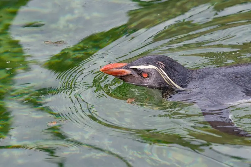 Northern Rockhopper Penguin swimming in the water