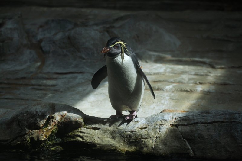 Northern Rockhopper Penguin standing at the edge of the rock