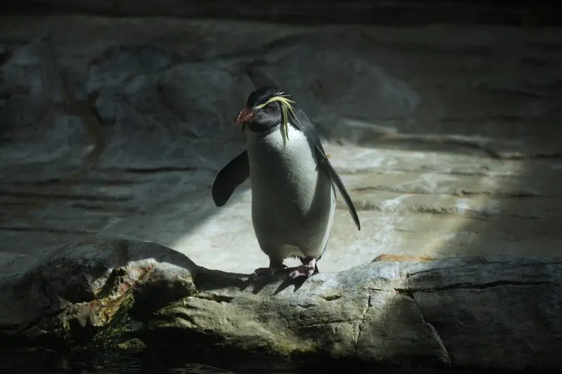 Northern Rockhopper Penguin: Is This Animal Endangered? 2 Northern Rockhopper Penguin standing at the edge of the rock
