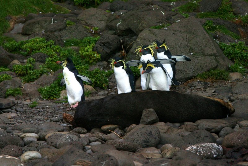 group of 3 Northern Rockhopper Penguin standing next to dead animal