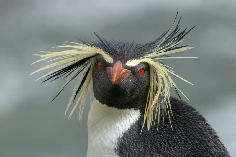 Northern Rockhopper Penguin: Is This Animal Endangered? 1 Northern Rockhopper Penguin staring at the camera