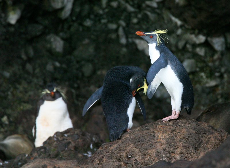 3 Northern Rockhopper Penguin standing next to each other 