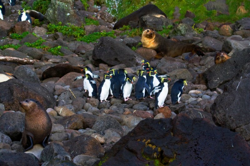 Sea lion lying above the rock and group of Northern Rockhopper Penguin walking on the rock