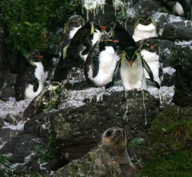 Northern Rockhopper Penguin with yellow hair looking down towards sea lion