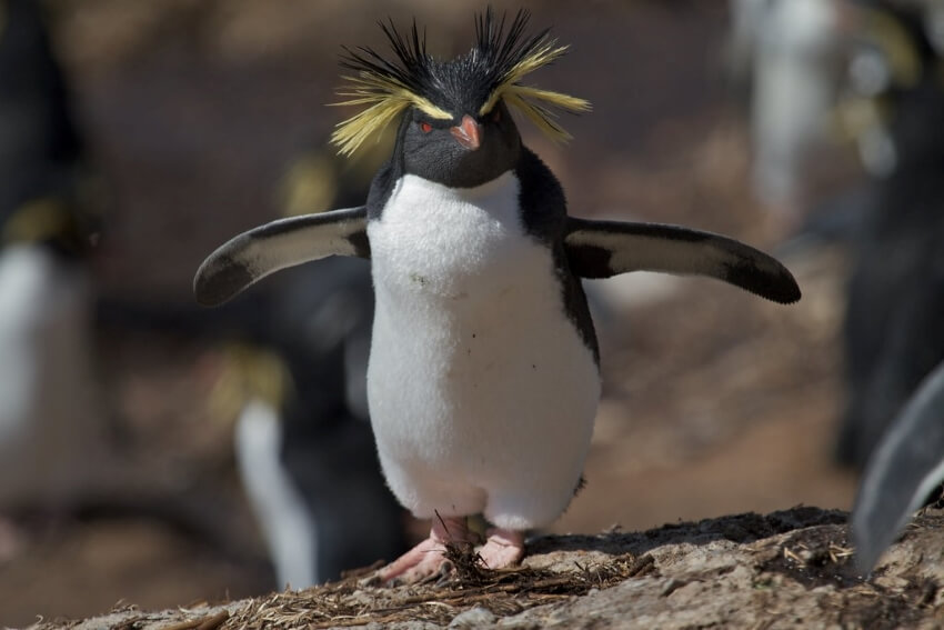 Penguin with Yellow Hair Highlights