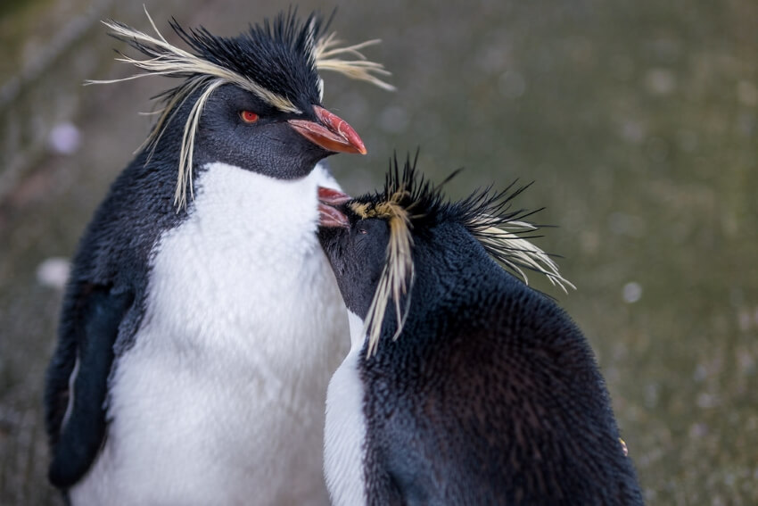 Northern Rockhopper Penguin: Is This Animal Endangered? 3 Pair of Northern Rockhopper Penguins