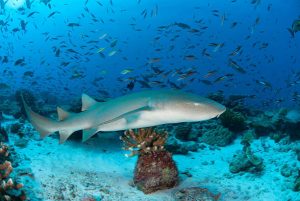 20 Types of Sharks Around the World 2 Nurse Shark