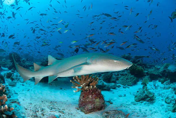20 Different Types of Sharks Around the World 3 Nurse Shark