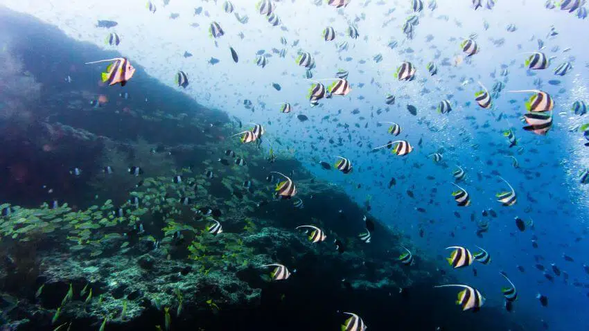 Exploring the Mysterious Depths of the Hadal Zone 1 Ocean | Oceana