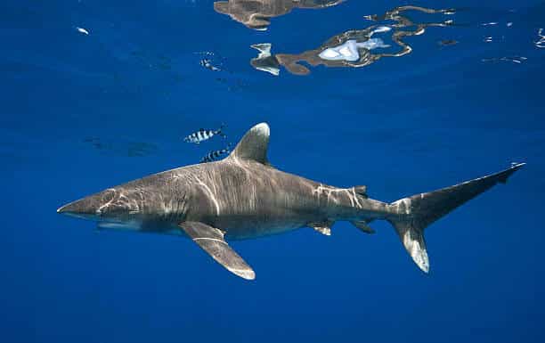 Oceanic Whitetip