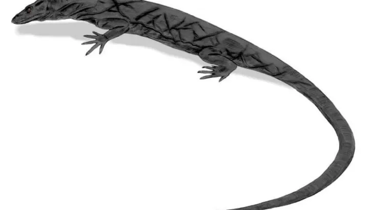 Panay Monitor Lizard
