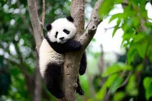 12 Different Types of Bears From Around the World 2 Panda Bears