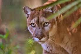 Panther, Florida