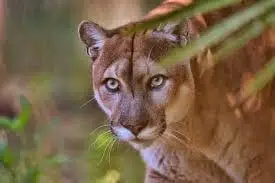 Panther, Florida