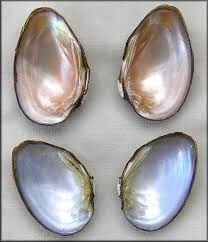 Pigtoe, Oval
