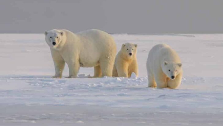 Polar Bear