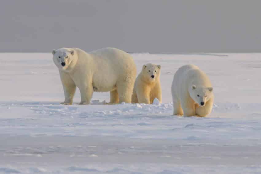 Polar Bear: Is This Animal Endangered?￼