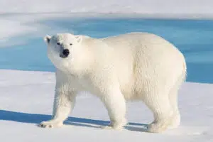12 Different Types of Bears From Around the World 1 Polar Bears