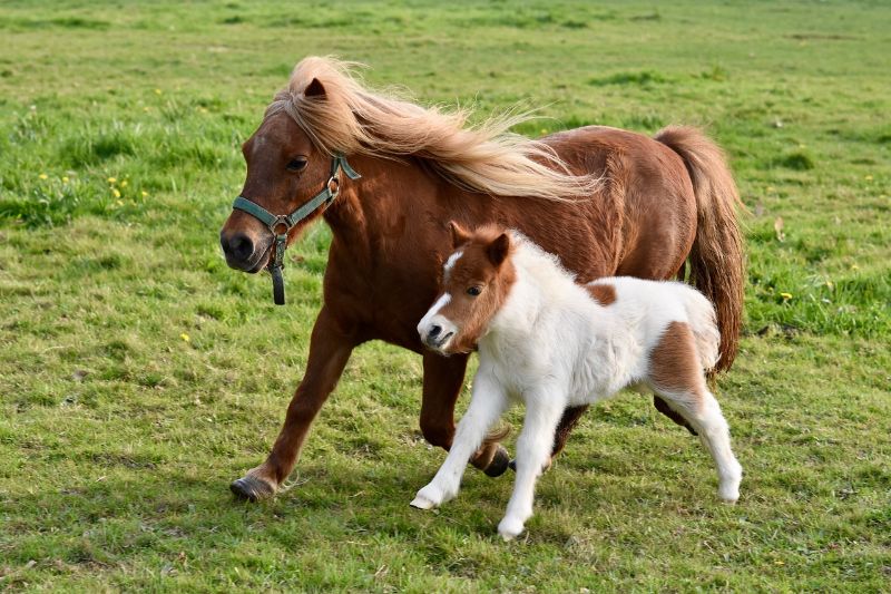 Pony and foal