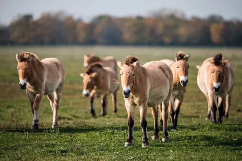 Przewalski horses walking in field