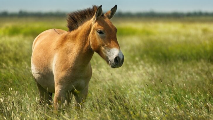 Przewalski's horse in wild