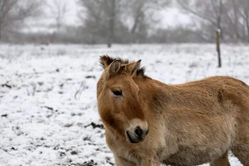 single Przewalski's horse in wild steppe