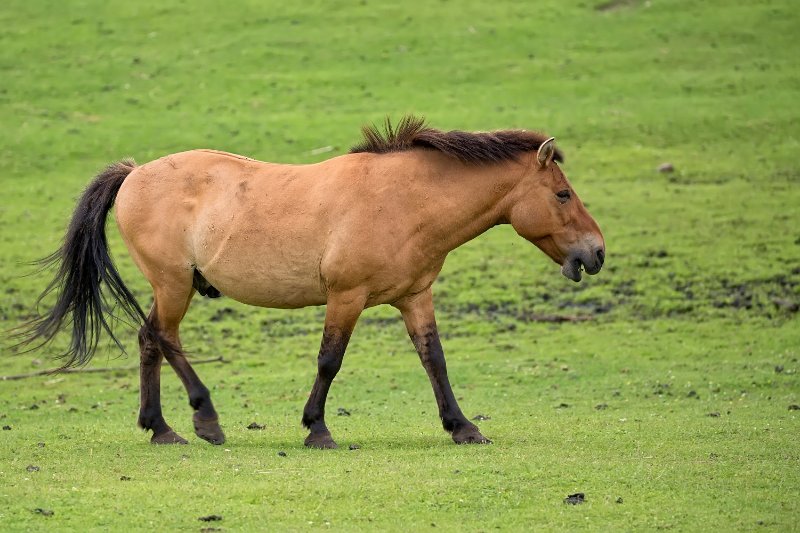 Przewalski's Horse walking on grass