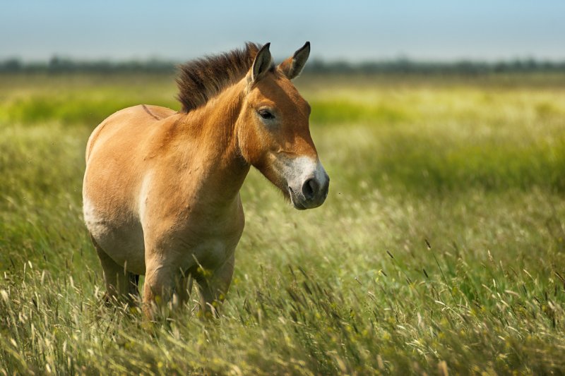 Przewalski's horse in wild 