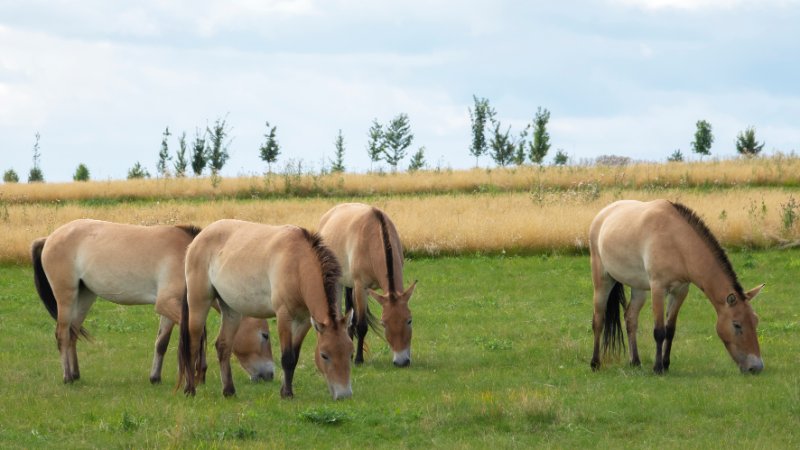 Przewalski's horses grazing in field