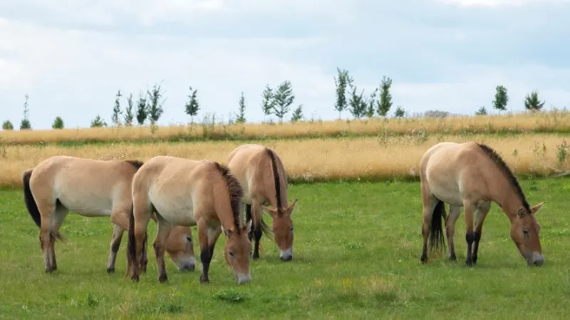 Przewalski’s Horse: Why Is It Endangered? 4 Przewalski's horses grazing in field