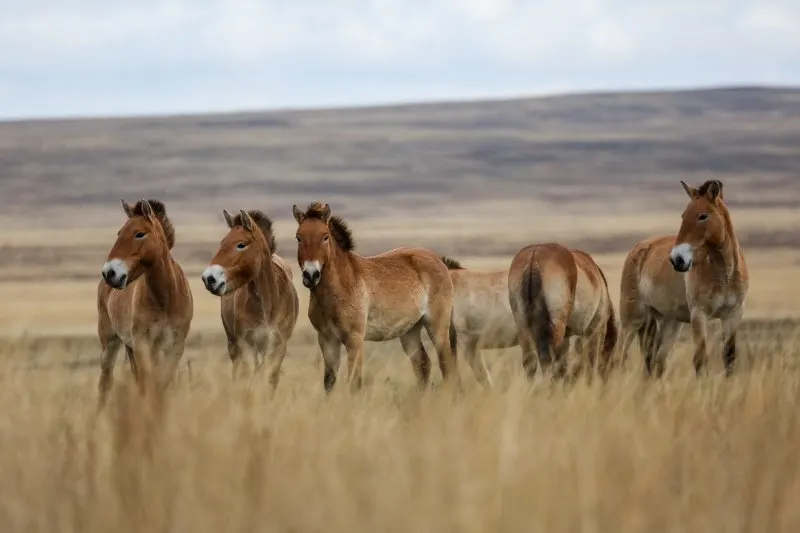 Group of Przewalski's wild horse