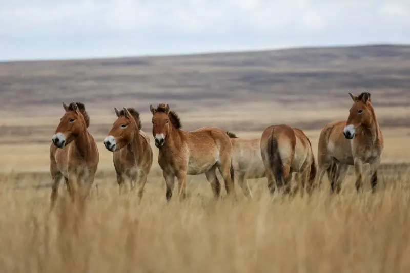 Przewalski’s Horse: Why Is It Endangered? 5 Group of Przewalski's wild horse