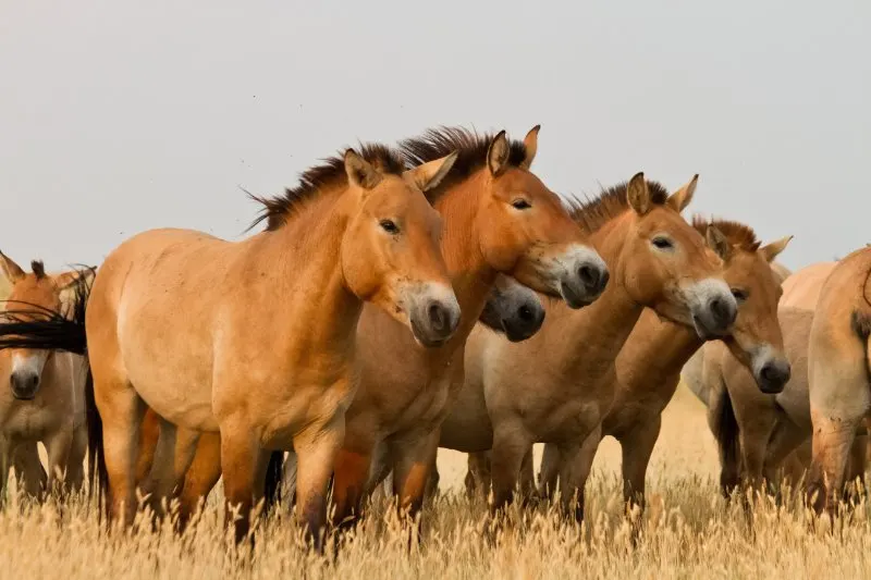 Przewalski’s Horse: Why Is It Endangered? 2 Przewalski's horses in wild