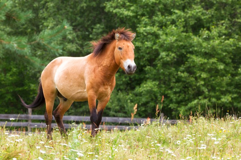 Przewalski's horses standing on grass