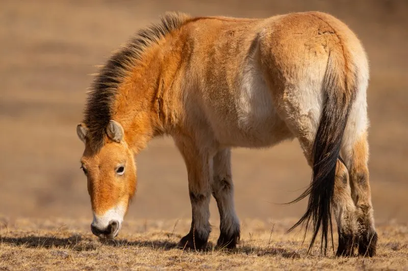 Przewalski’s Horse: Why Is It Endangered? 6 Przewalskis wild horse