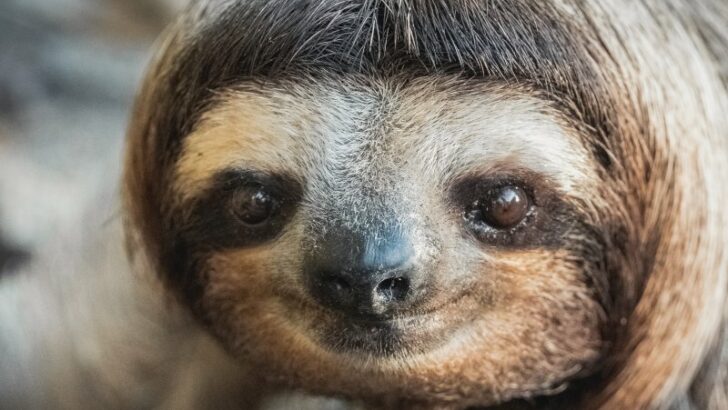 Closeup of Pygmy Three-Toed Sloth