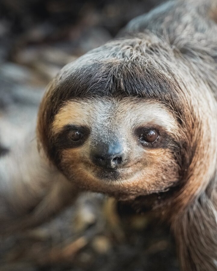 Closeup of Pygmy Three-Toed Sloth